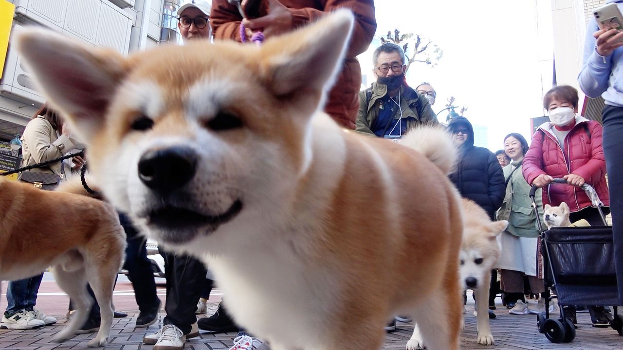 Vidéo Un défilé de chiens Akita pour fêter le centenaire de Hachikô