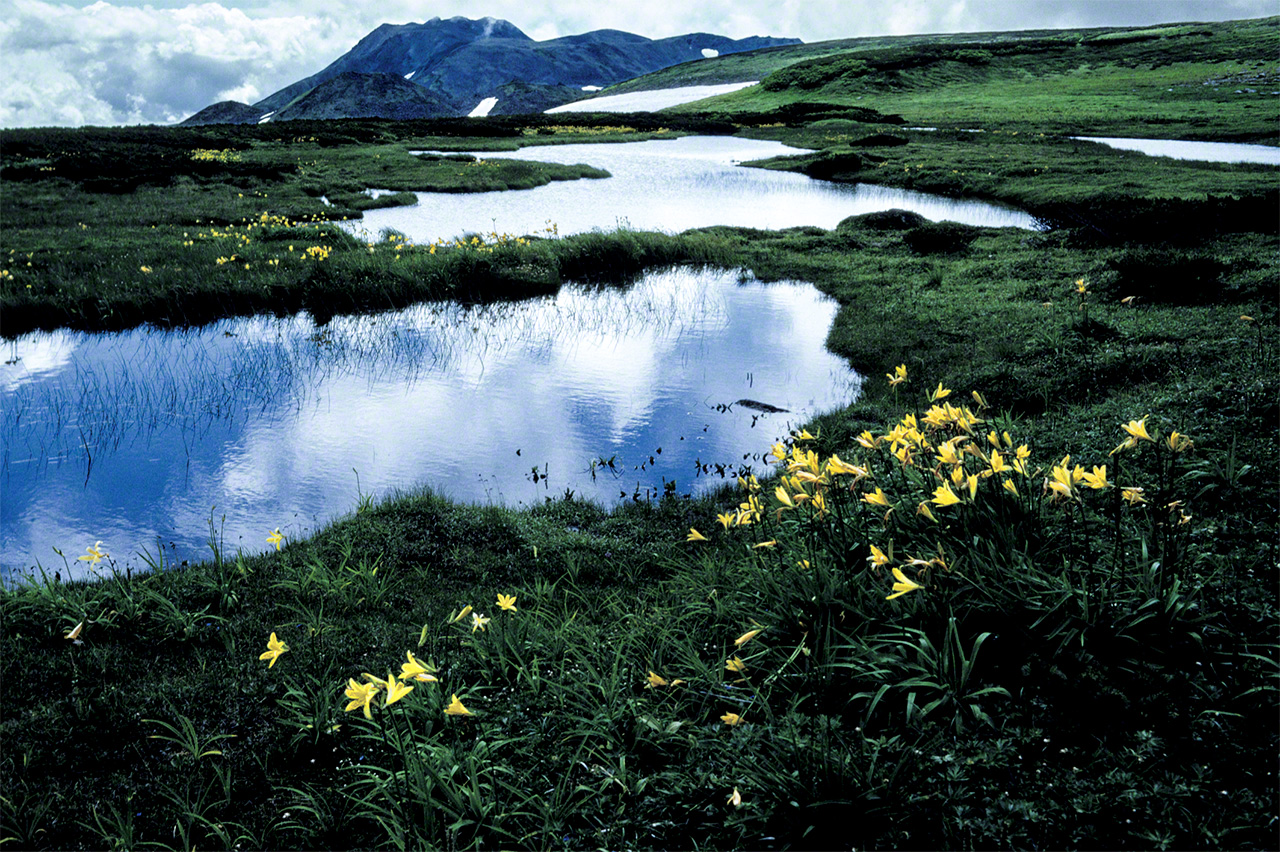 صورة لجبل توموراأوشي في الجزء الجنوبي من سلسلة جبال دايسيتسوزان، وأزهار إيزو كانزو أثناء فترة تفتحها على ضفاف برك نومانوهارا وأونوما. (© ميزوكوشي تاكيشي)