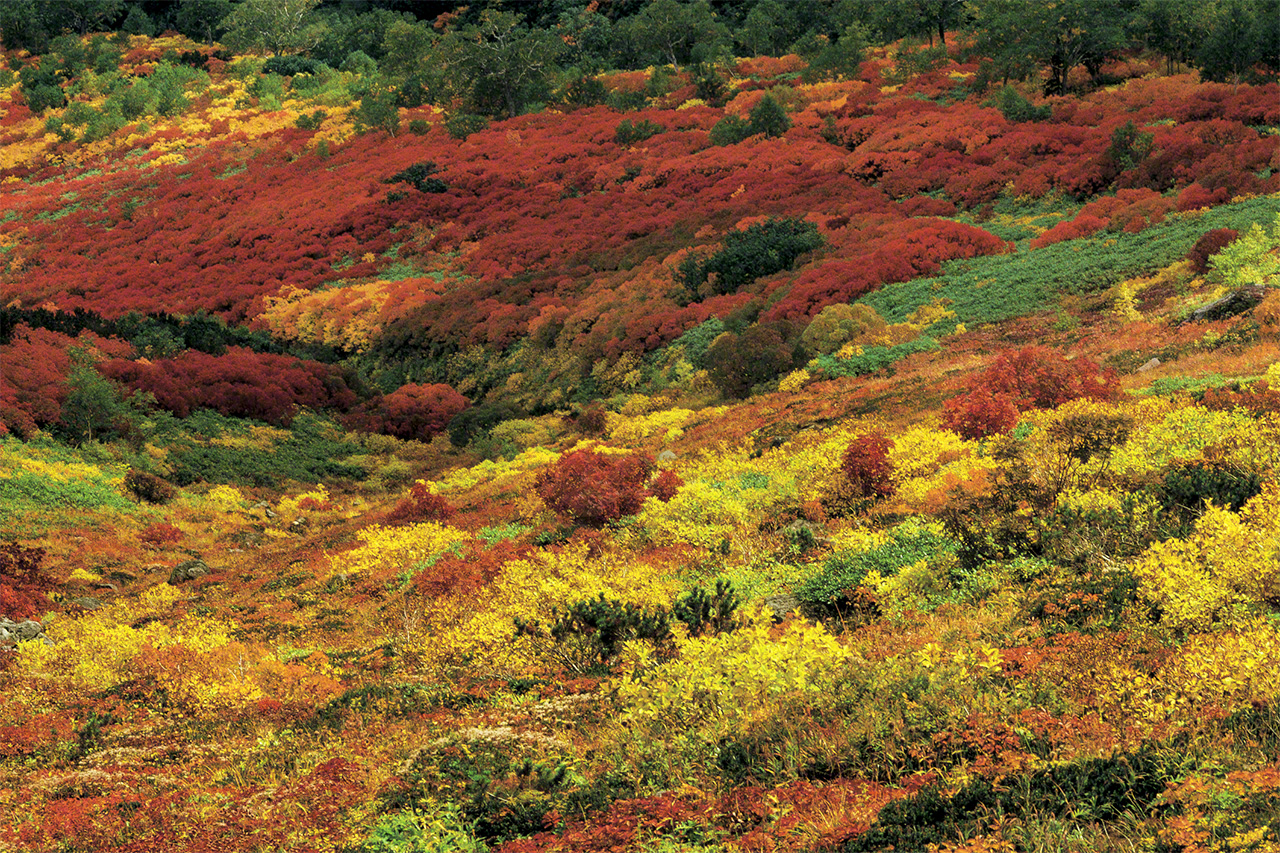 صورة لأوراق الشجر وهي تغير لونها في فصل الخريف، في منطقة دايسيتسوزان. (© ميزوكوشي تاكيشي)