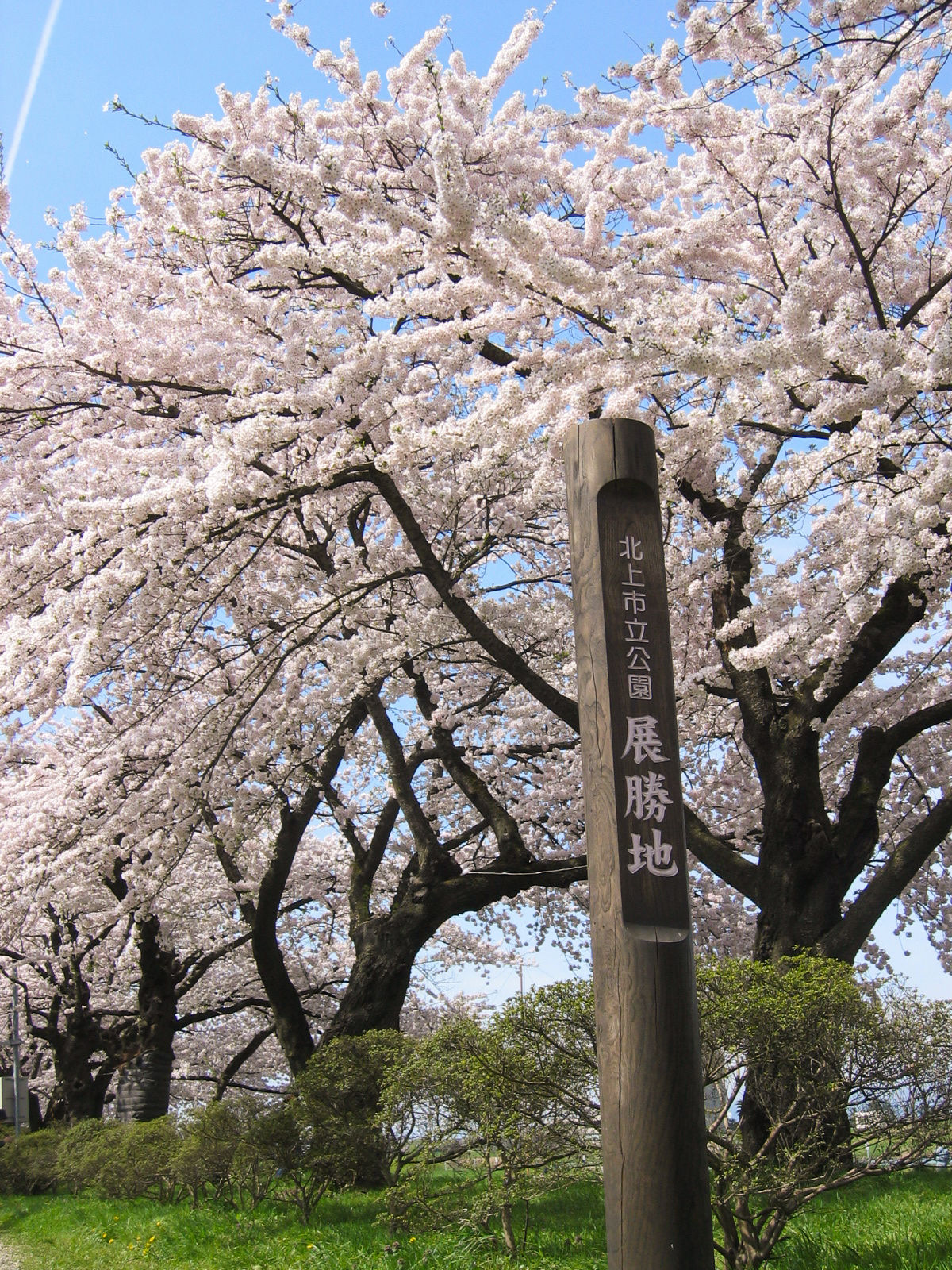 树龄超过90年的巨型樱树 ※借用图片(北上观光行业协会)