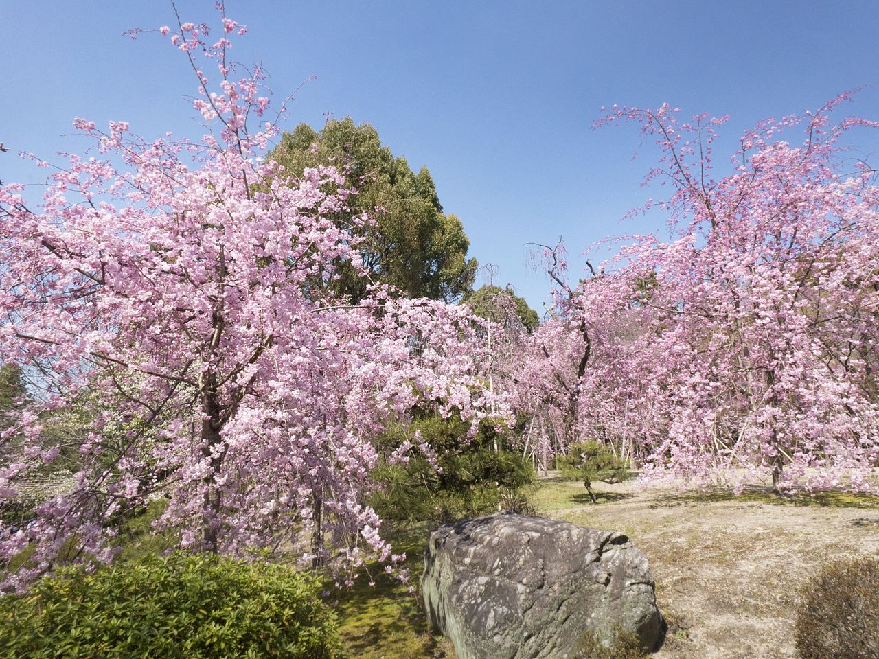 神苑里的樱树以八重红枝垂樱为主,约有150棵
