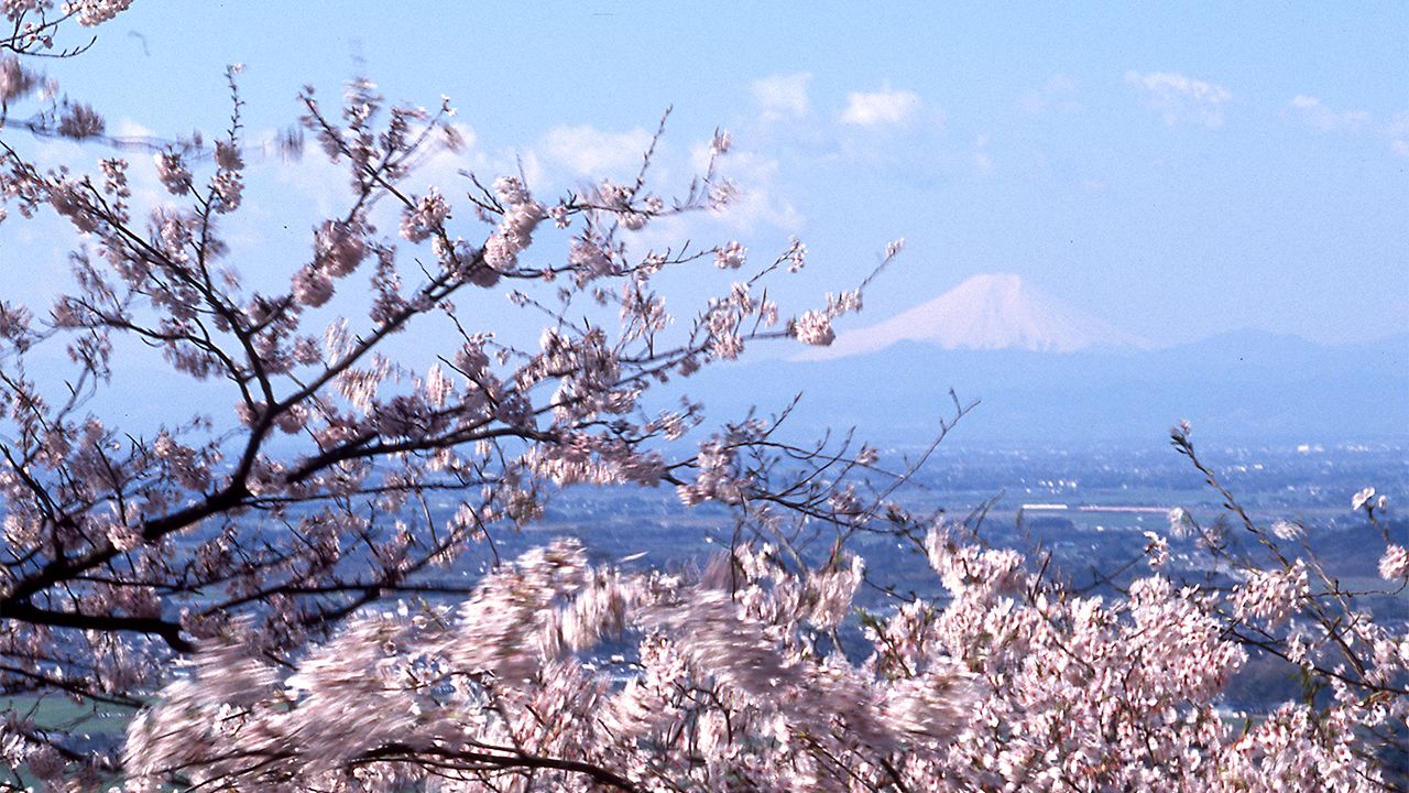 赏樱名胜百选 栃木太平山县立自然公园 Nippon Com