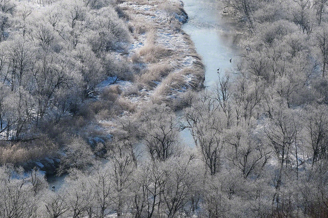 流经钏路湿原的雪裡川（鹤居村）。冬日清晨，沿岸可以看到雾凇