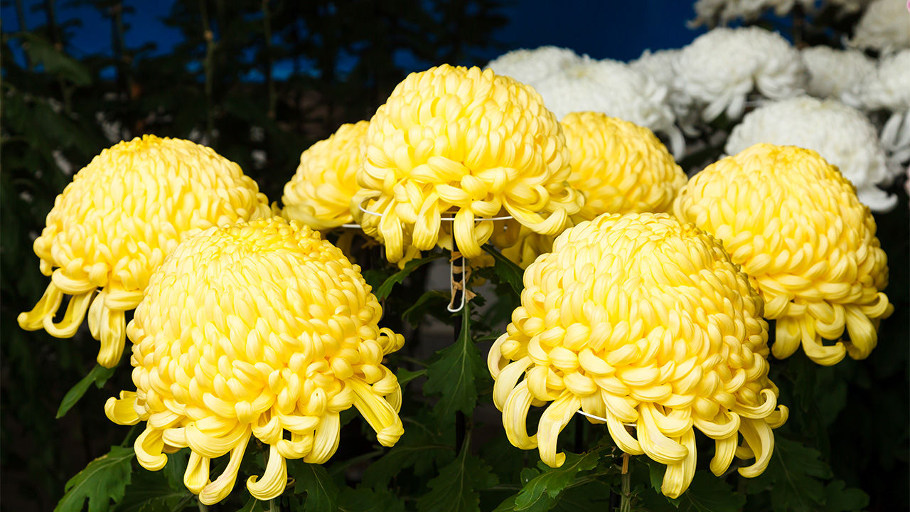 The Chrysanthemum Flower Of Emperors Nippon Com