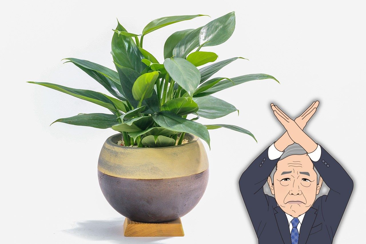 A houseplant. (© Pixta)