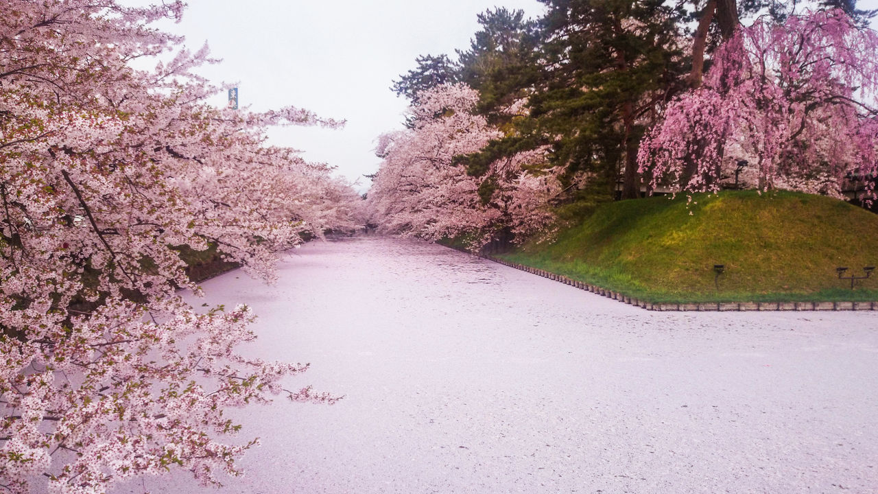 Aomori in Bloom The Hirosaki Cherry Blossom Festival