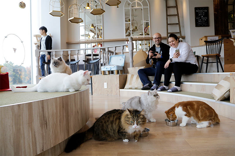 A Date with Adorable Animal Caf s in Tokyo Nippon com