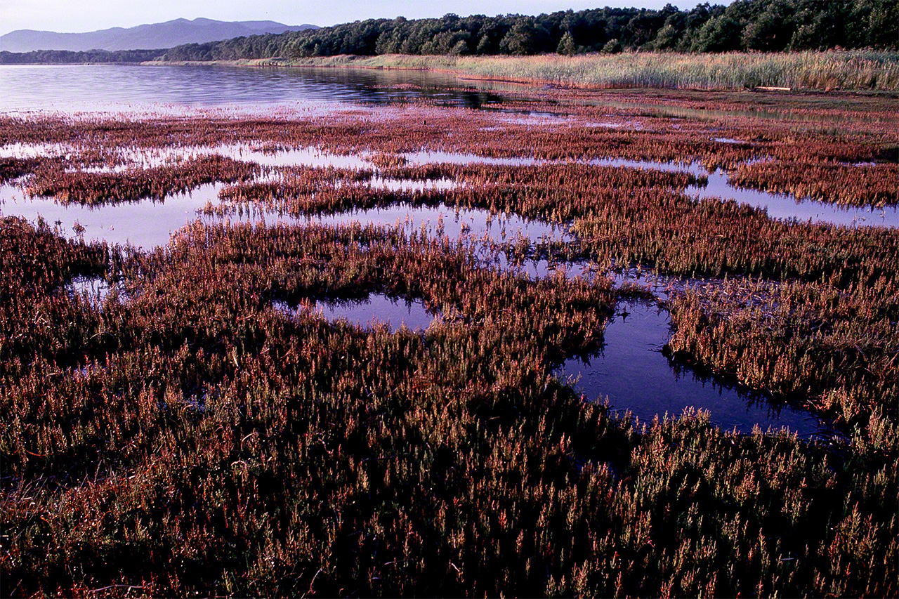 A type of glasswort called akkeshisō tinges Lake Tōro on the east side of the Kushiro Marsh in reddish autumn colors. (© Mizukoshi Takeshi)