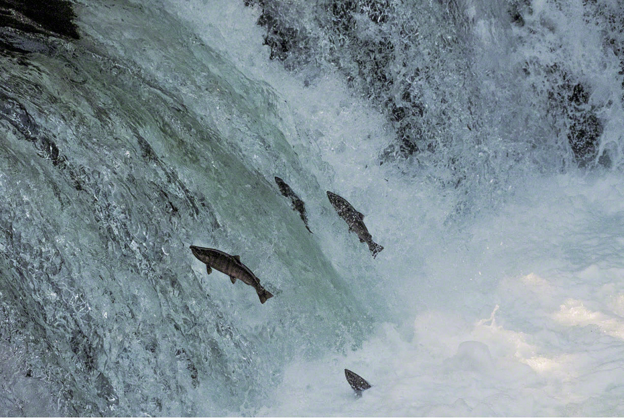 Cherry salmon from the Sea of Okhotsk navigate a waterfall on their way up the Shari River to spawn. (© Mizukoshi Takeshi)