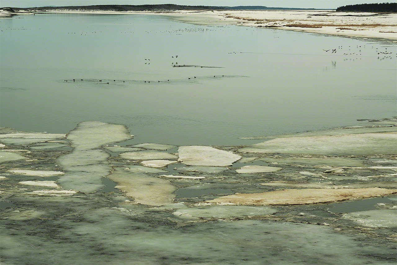 Asian dust gives ice at the mouth of the Teshio River a yellow hue. Mount Hakkōda in Aomori Prefecture used to be the northernmost extent of the meteorological phenomenon, but it has started to be observed in northern Hokkaidō as well. (© Mizukoshi Takeshi)