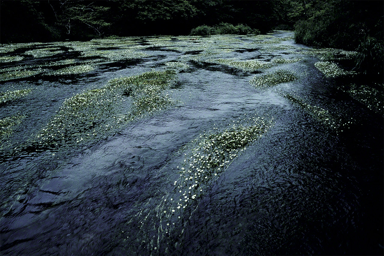 Flowers of the aquatic plant baikamo bloom in early summer in the Nishibetsu River. (© Mizukoshi Takeshi)