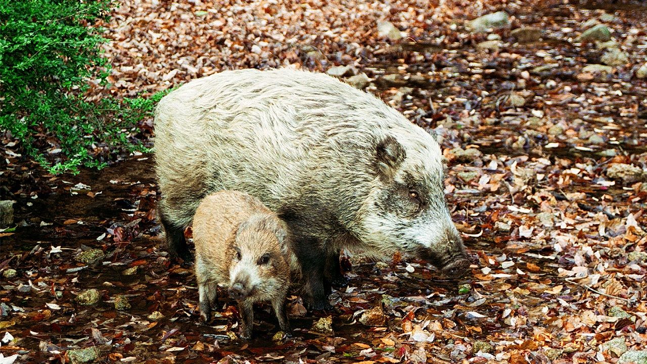 Japanese Force To Zoo Sex Porn - Wild Boar Boom: Animal Encroachment a Growing Concern for Rural Communities  | Nippon.com