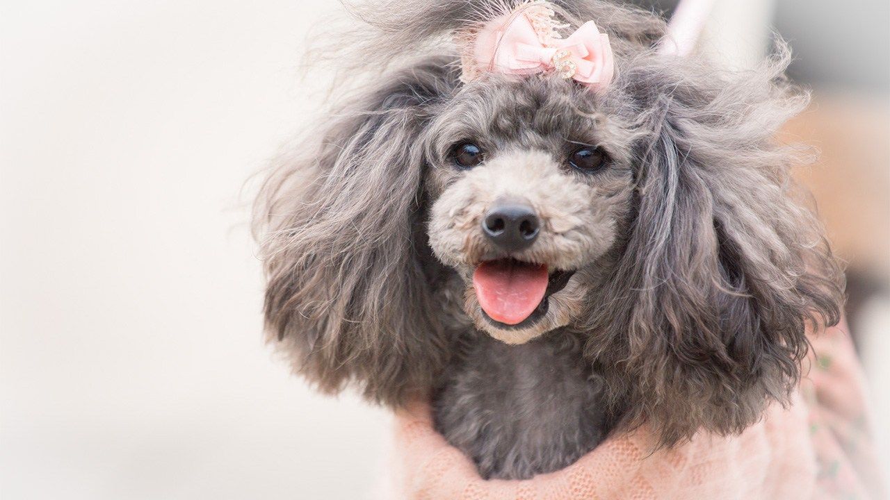poodle small