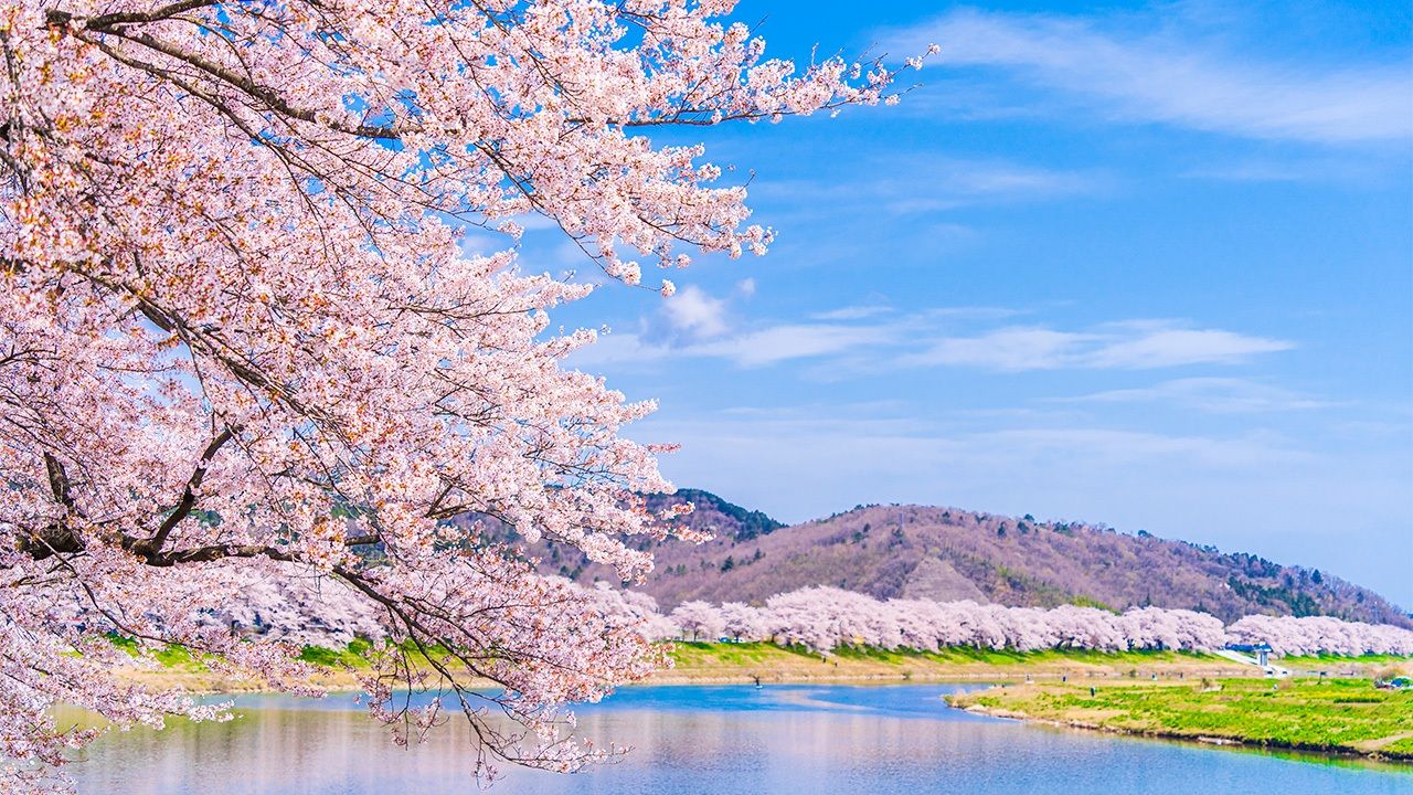 Japan's Official 2024 Cherry Blossom Forecast Is Here