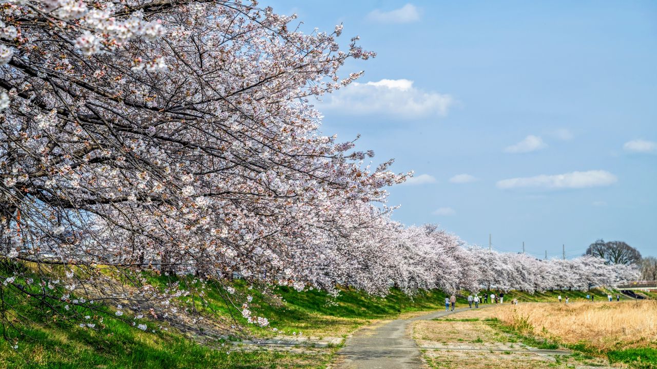 Kodama Senbonzakura in Honjō, Saitama, where 1,100 cherry blossom trees line the river. (© PhotoAC)