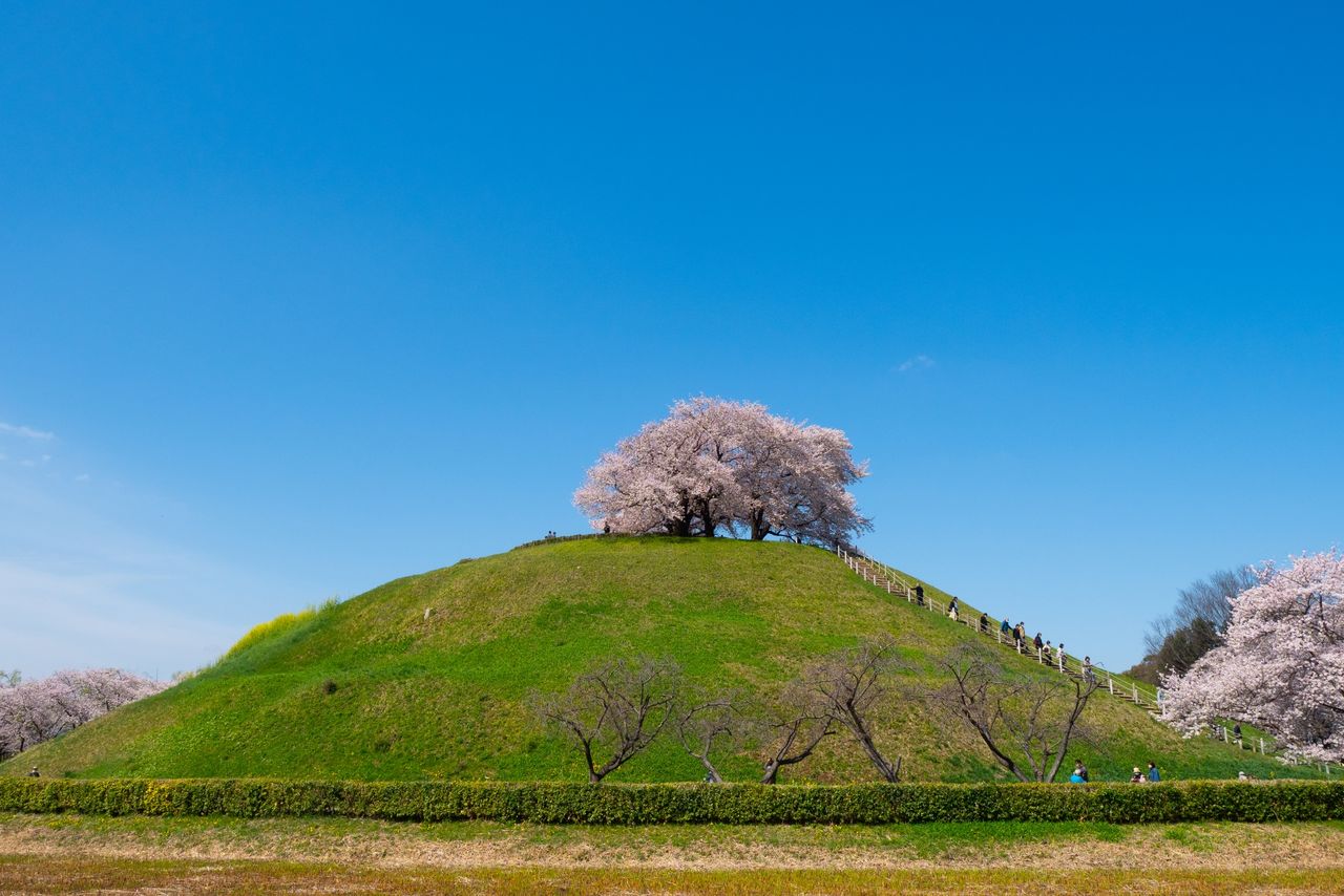 Sakura at Sakitama Kofun Park, Saitama, which has nine large tombs constructed from the fifth through the seventh century. (© PhotoAC)