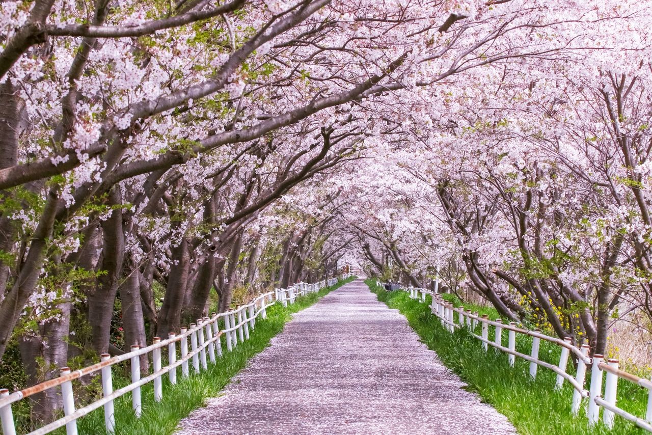 The Hanamigawa cycling course runs for around 13 kilometers in Chiba, Chiba Prefecture. (© PhotoAC)