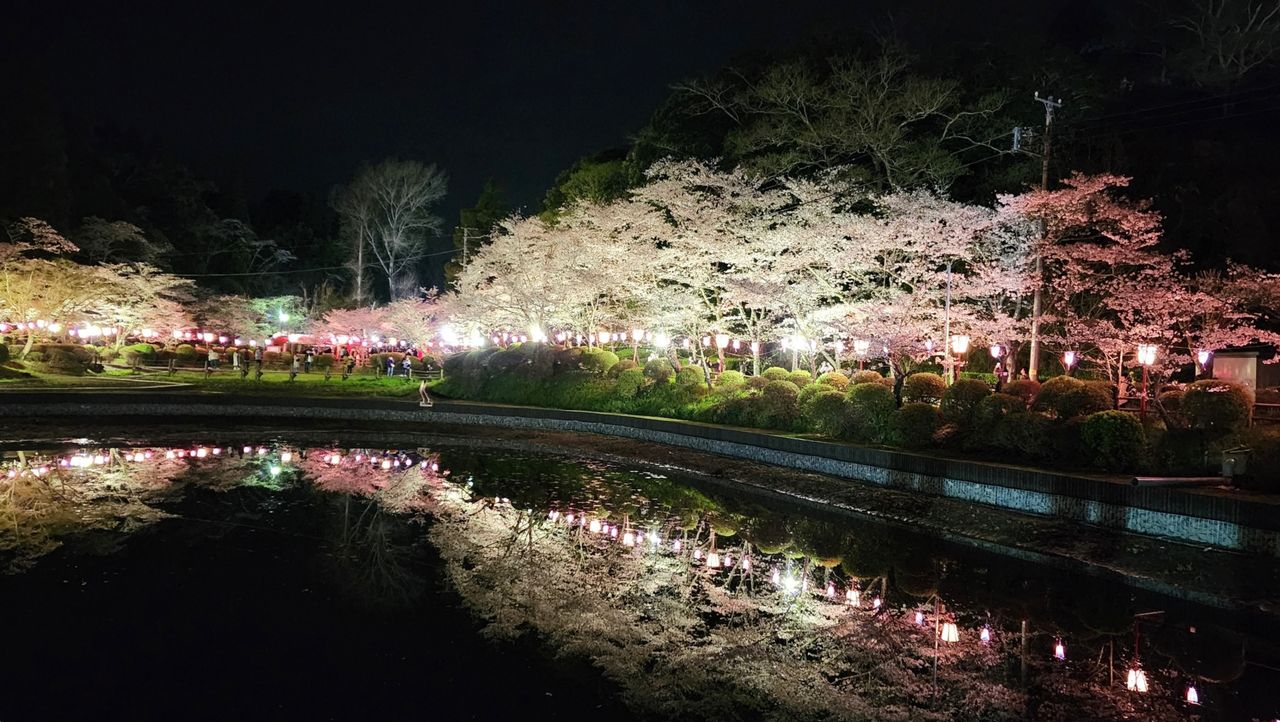 Mobara Park in Mobara, Chiba, is a well-known sakura spot with 2,850 cherry trees and spectacular illuminations. (© PhotoAC)