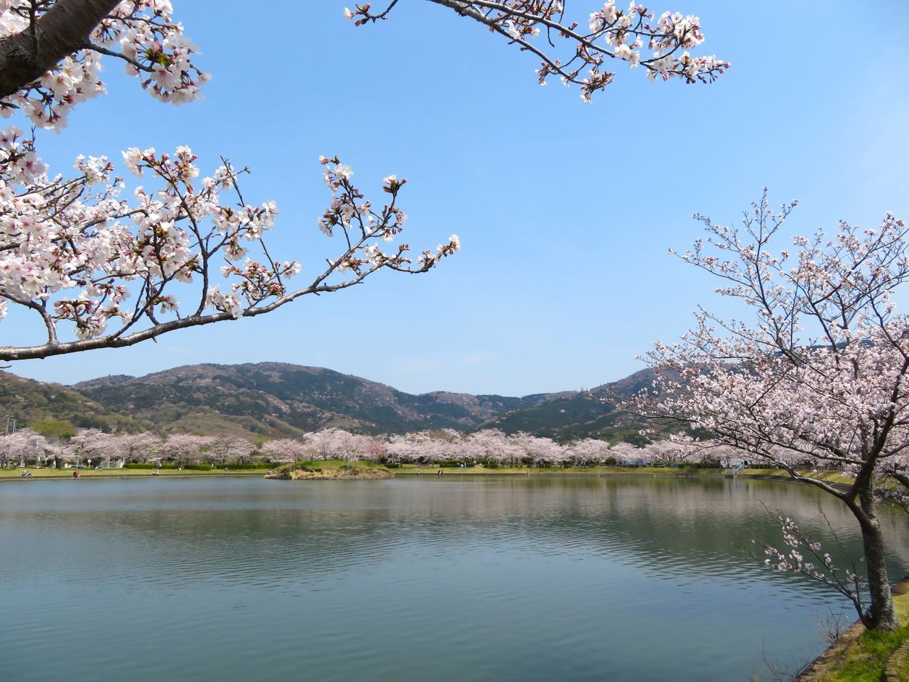 Hōjō Ōike pond in Tsukuba, Ibaraki, where cherries bloom against a Mount Tsukuba background. (© Photo AC)
