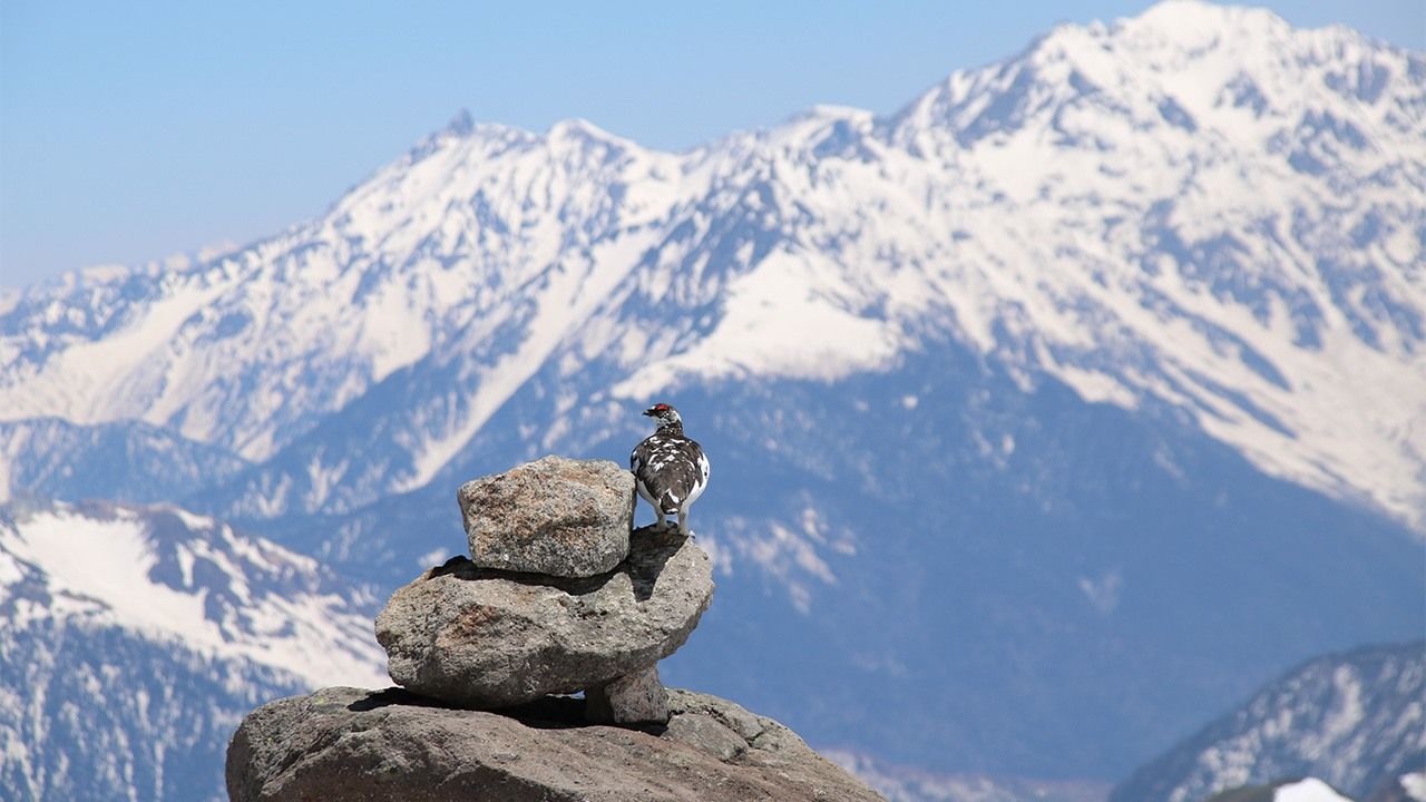 Rescuing the Raich Hope for Japan s Iconic Rock Ptarmigan