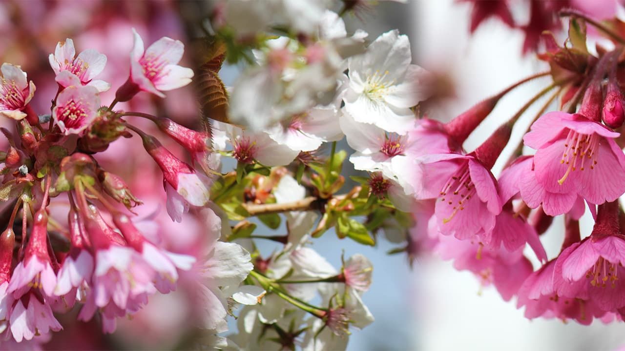 Student Named Cherry Blossom Ambassador