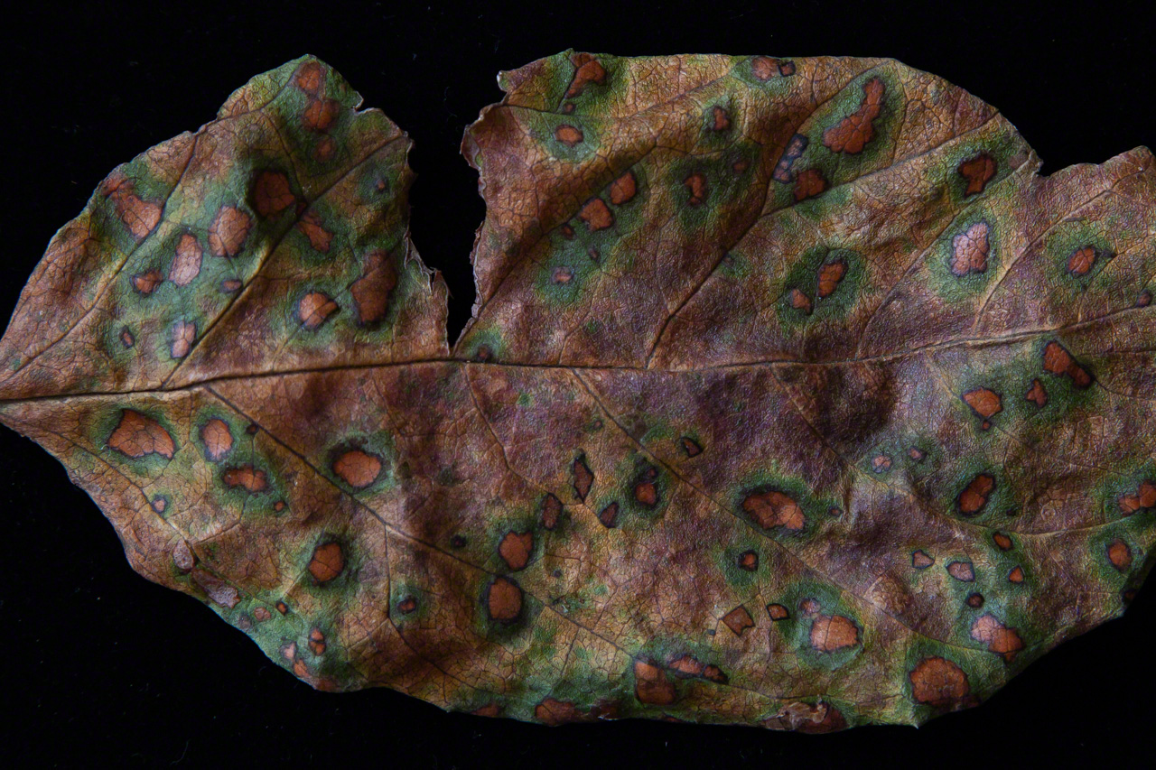 As this persimmon leaf decays, it develops colors of a strange otherworldly beauty. (© Ōnishi Naruaki)