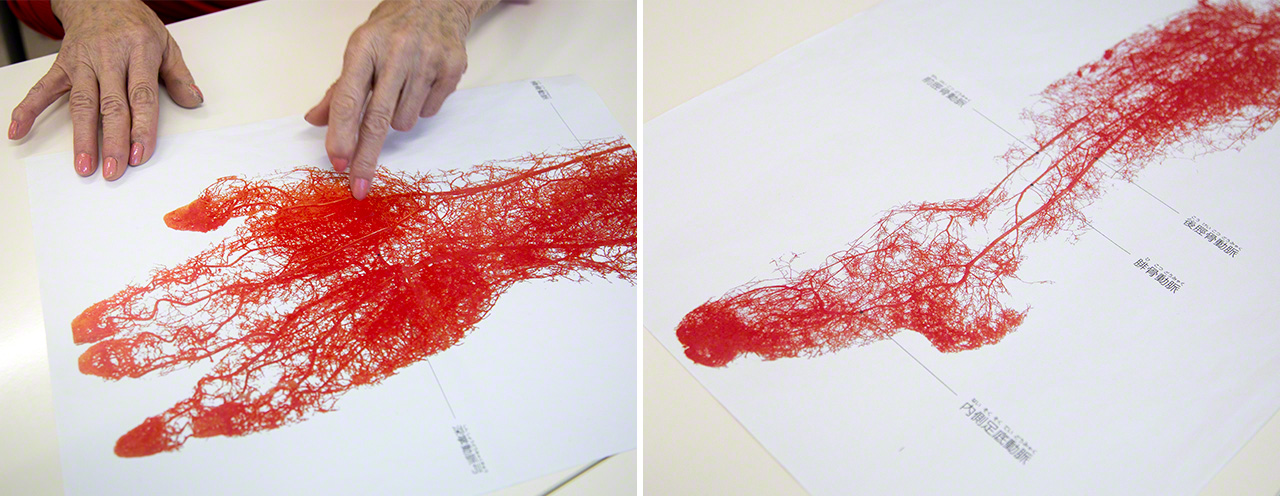 Illustrations of the capillary blood vessels in a human hand (left) and foot. The illustrations show how a thick network of blood vessels runs all the way to the very tips of our fingers and toes, like the branching veins in a tree. (© Ōnishi Naruaki)
