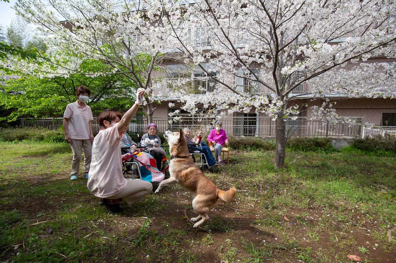 Residents enjoy the cherry blossoms in the garden just outside the facility. Bunpuku’s energy and good nature bring a smile to everyone’s face. (© Ōnishi Naruaki)