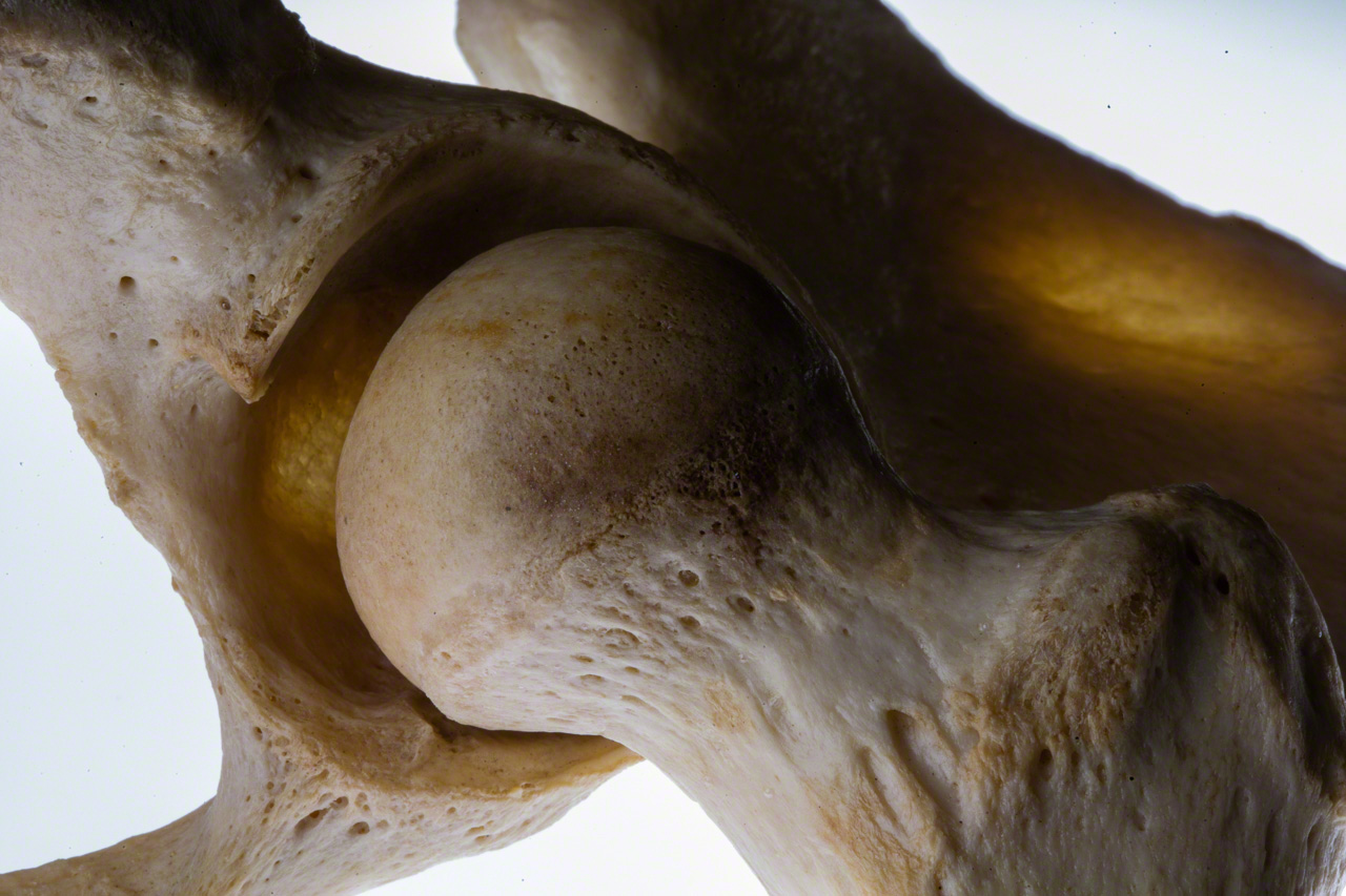 The head of the femur, or thigh bone, fits into and swivels freely inside the cup-shaped acetabulum. (© Ōnishi Naruaki)