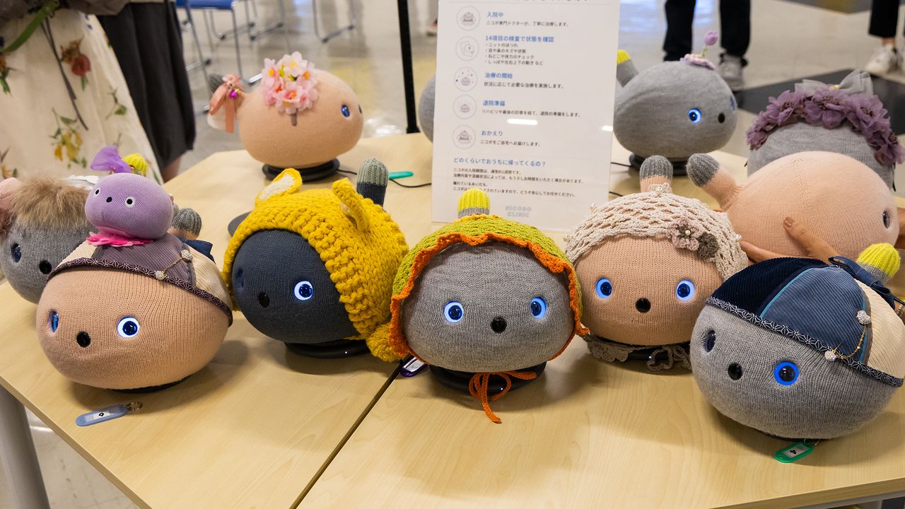 Nicobos dressed up by their adoring owners. (© Nippon.com)