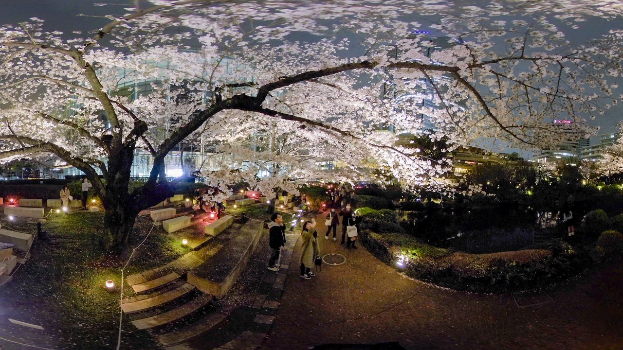 Cherry Blossoms in Tokyo: A Video Tour of the City's Famous Sakura Spots