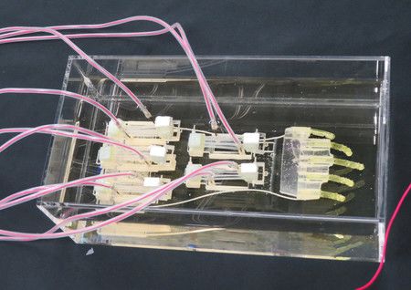 Researchers in Japan Develop Robot Hand with Cultured Muscles