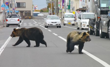 Japan to OK Shooting of Urban Bears