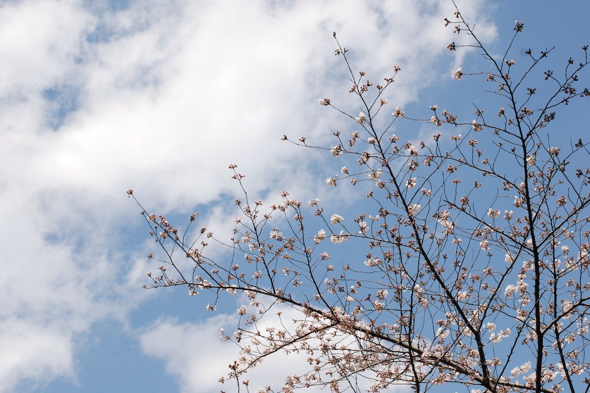 Measuring the Spread of Spring | Nippon.com