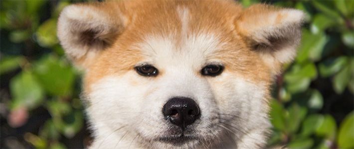 japanese akita dog breed