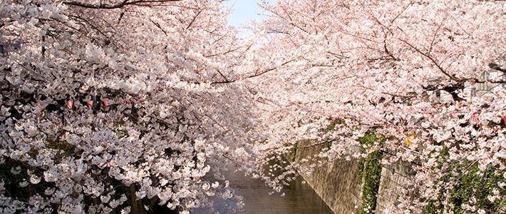 Sakura” | Nippon.com