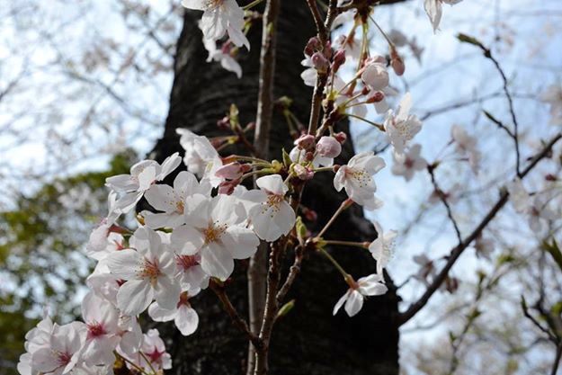 Sakura” | Nippon.com