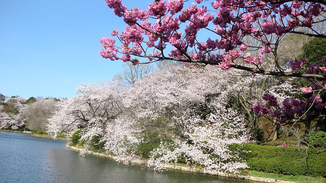 Los mejores lugares para ver los cerezos en flor de Japón - JRailPass