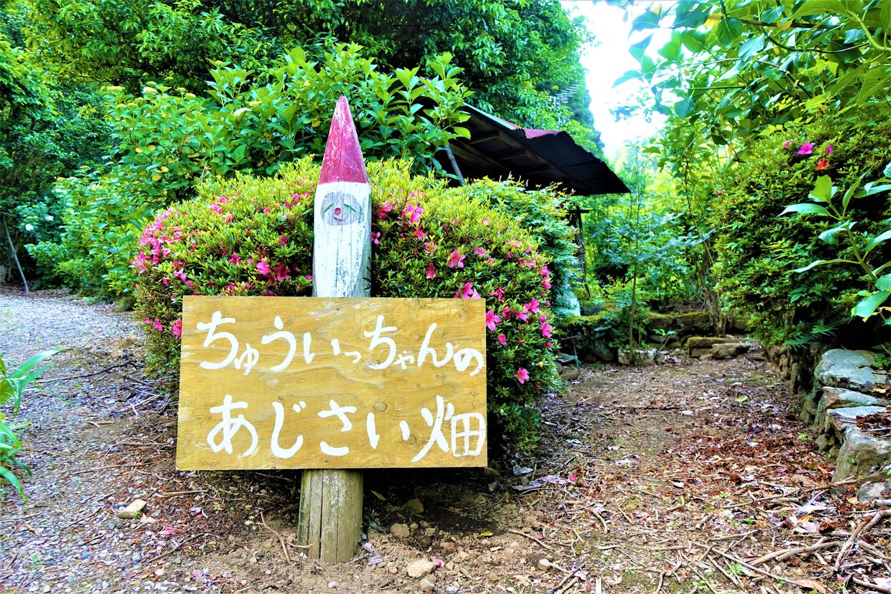 Ajisai-yama, un monte de hortensias cultivado durante medio siglo |  