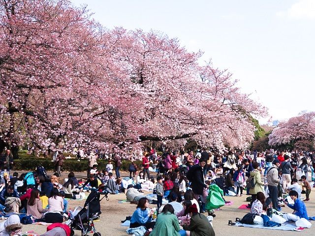 Hanami, la llegada de la flor de cerezo en Japón