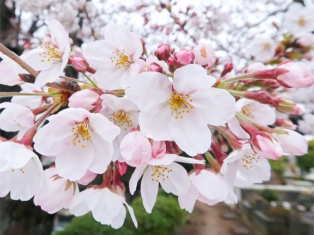Conoces los cerezos en flor de Japón? - Blog de Hanyu