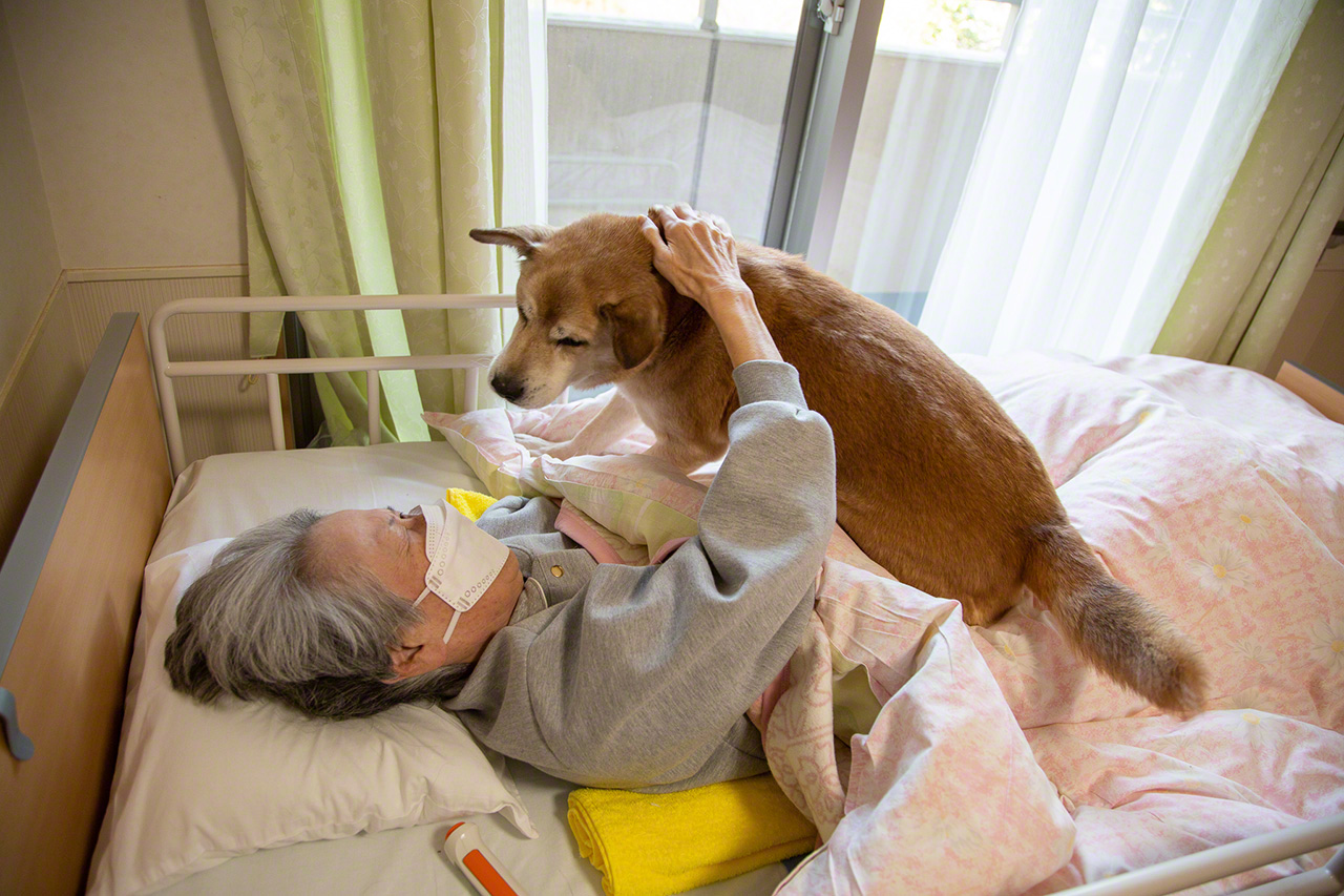 Bunpuku, perro enfermero de la residencia, sube rápidamente a la cama de una residente recién admitida a darle la bienvenida.