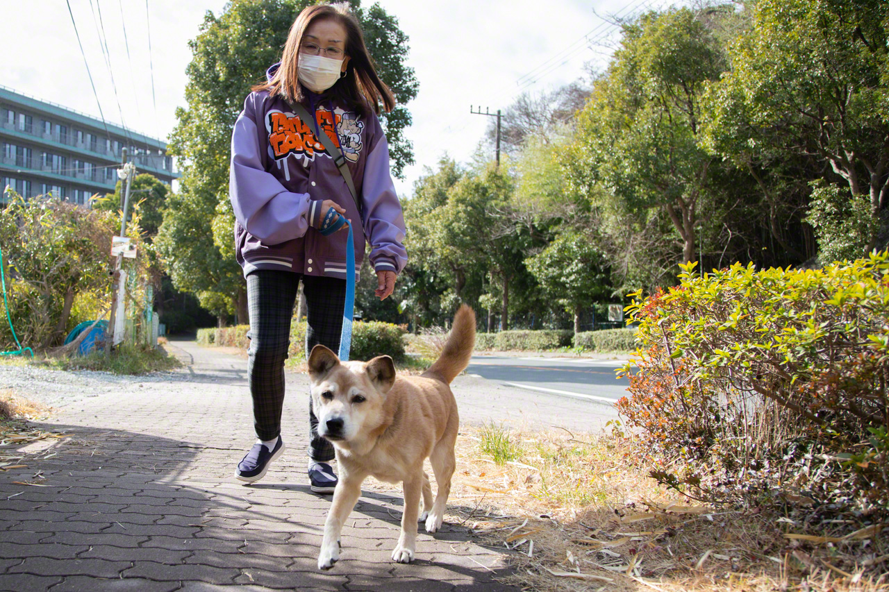 Una voluntaria lleva a Bunpuku a pasear, una actividad que el perro disfruta muchísimo.