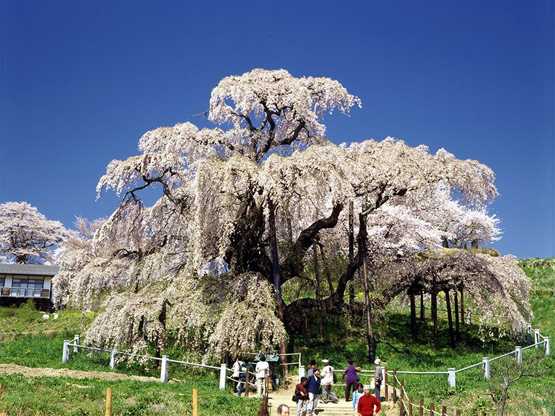 En busca de los árboles gigantes: 10. A la sombra de los cerezos en flor |  Nippon.com