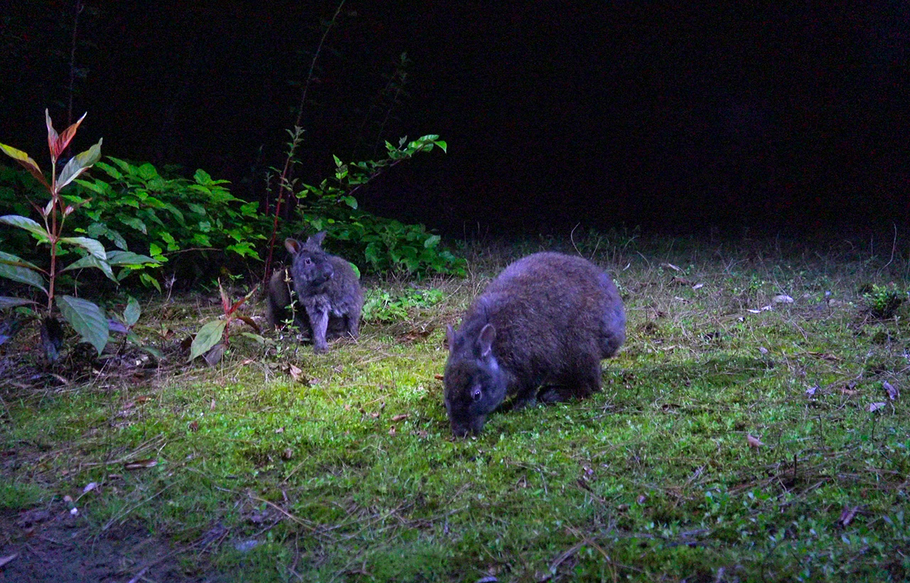 Une mère et son enfant mangeant de l’herbe.