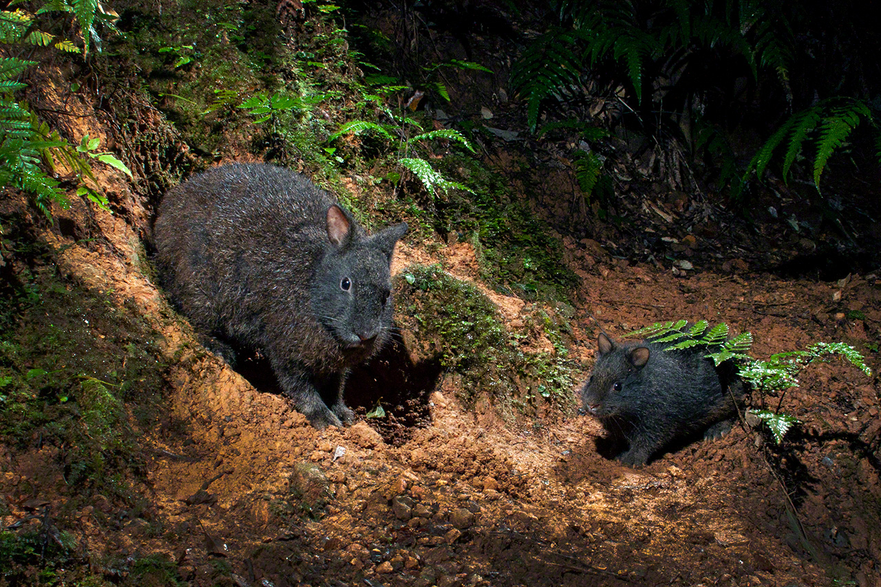 Une mère et son lapereau devant leur terrier