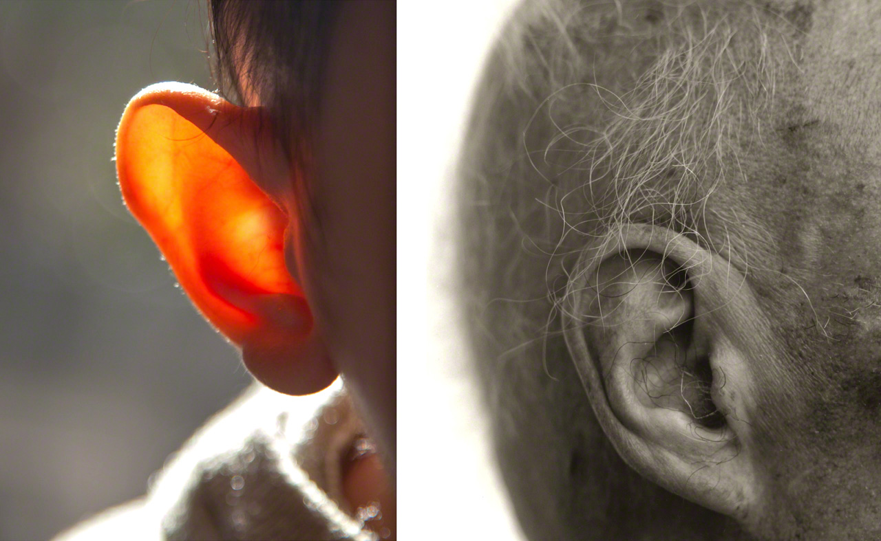 Deux oreilles : à gauche, l'oreille d'un enfant âgé d'un an ; à droite, l'oreille d'un centenaire. Parmi les cinq sens, l'ouïe est, dit-on, celui qui fonctionne jusqu'à la mort.