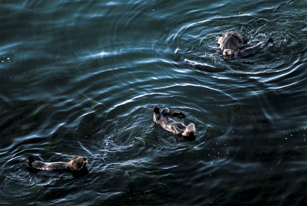 Les loutres marines se rendent fréquemment sur les rives d’Hokkaidô ces dernières années, notamment à la pointe de Kiritappu. (© Mizukoshi Takeshi)