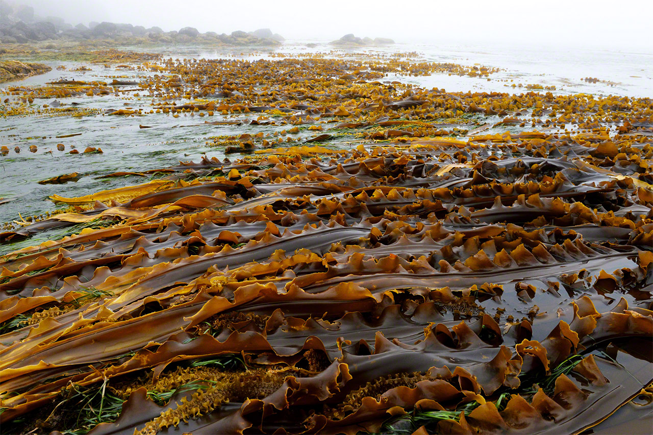 Des varechs sauvages mesurant plus de 3 mètres de long sont visibles à marée basse. (© Mizukoshi Takeshi)