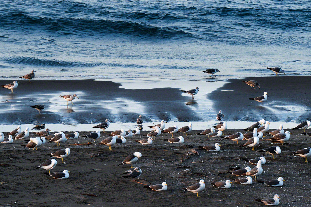 Les mouettes se rassemblent sur les rives de la mer d’Okhotsk. (© Mizukoshi Takeshi)